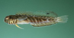 Mangrove Blenny photo 4