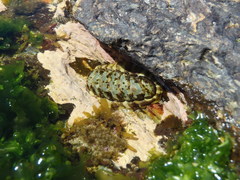 Onithochiton quercinus