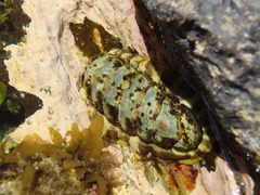 Onithochiton quercinus