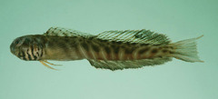 Mangrove Blenny photo 5