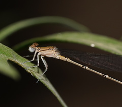 Pseudagrion aureofrons