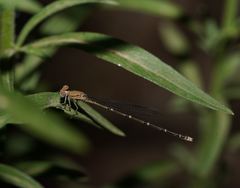 Pseudagrion aureofrons