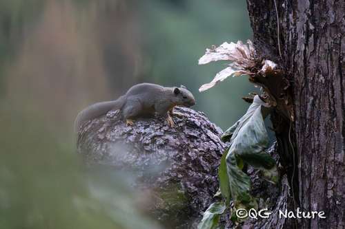 Phayre's Squirrel