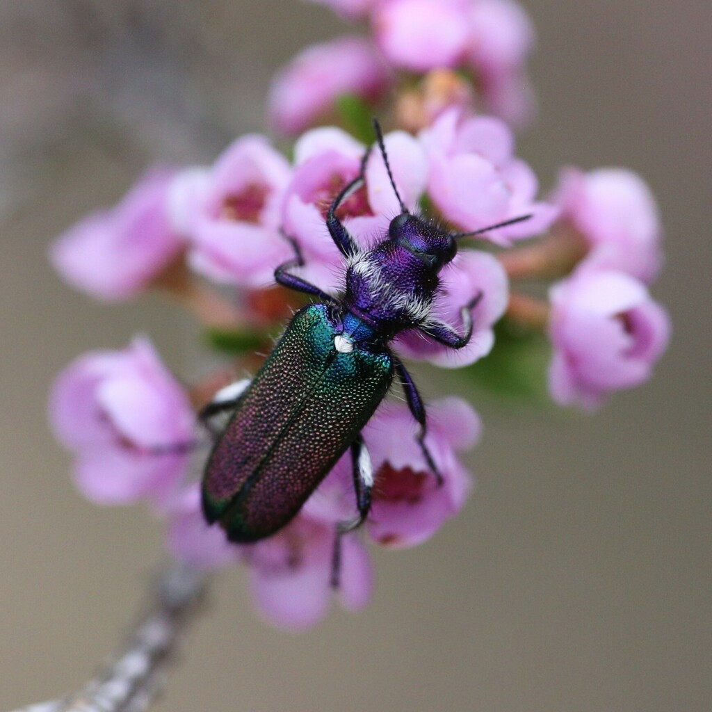 Eleale hirticollis
