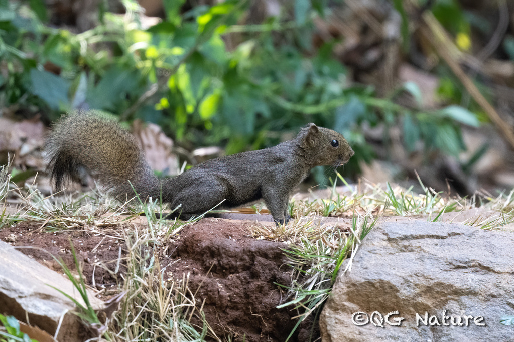 Anderson's Squirrel