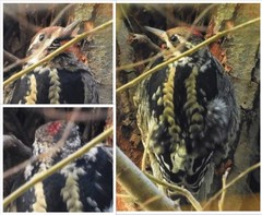 Sphyrapicus varius × nuchalis
