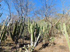 Stenocereus montanus