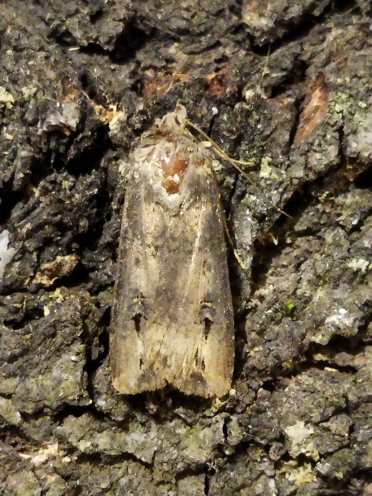 Black cutworm (Agrotis ipsilon)