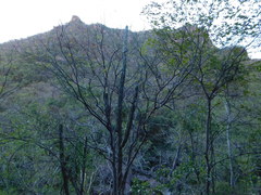 Stenocereus montanus