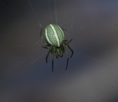 Araneus ginninderranus