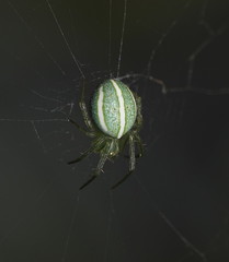 Araneus ginninderranus