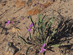 Pelargonium coronopifolium