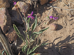Pelargonium coronopifolium