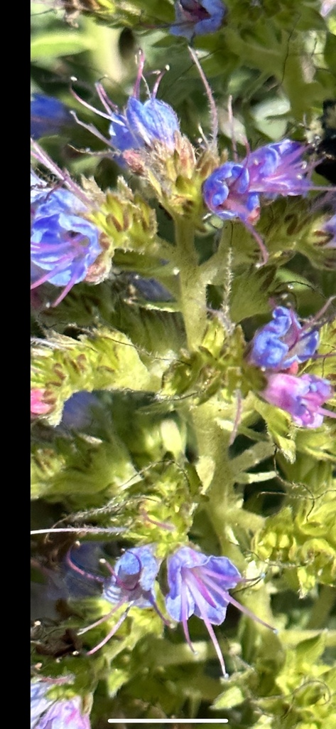 pride-of-madeira-from-puente-golden-gate-sausalito-ca-us-on-22-july