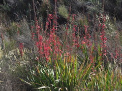 Watsonia stokoei