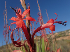 Watsonia stokoei