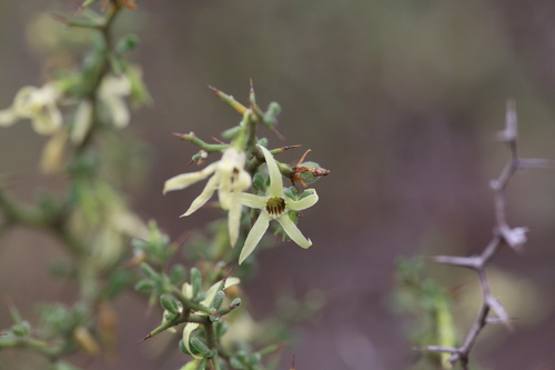 Anthocercis anisantha (Anthocercis anisantha)