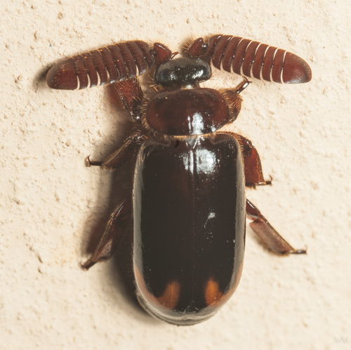 Cerapterus laceratus