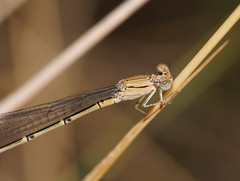 Pseudagrion aureofrons