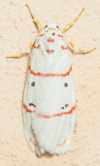 Cyana pretoriae