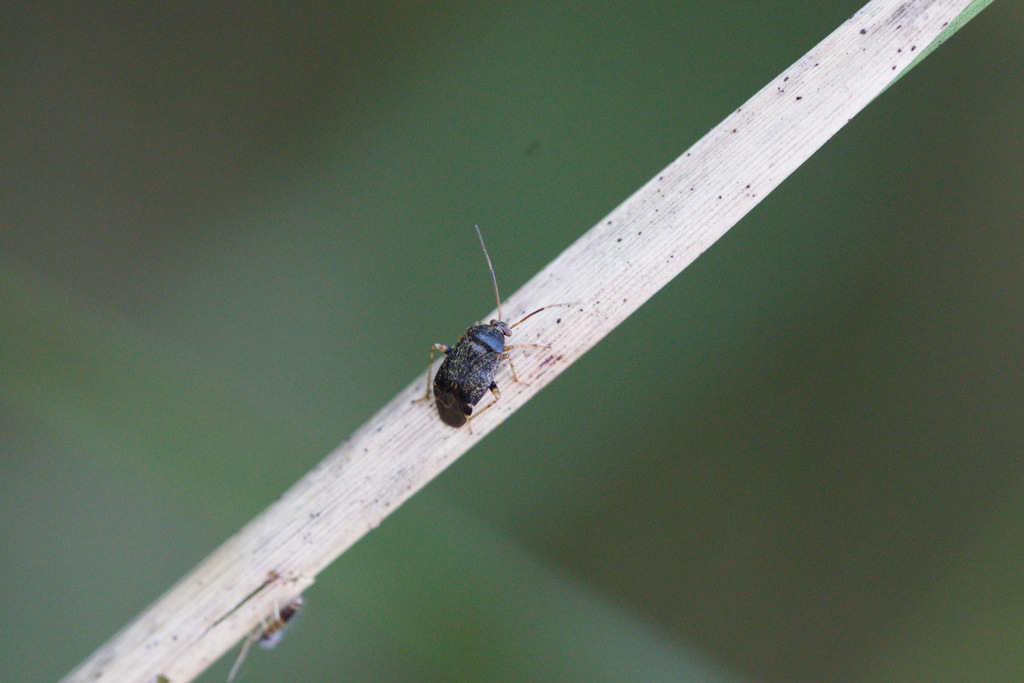 Polymerus holosericeus