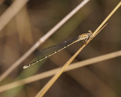 Pseudagrion aureofrons