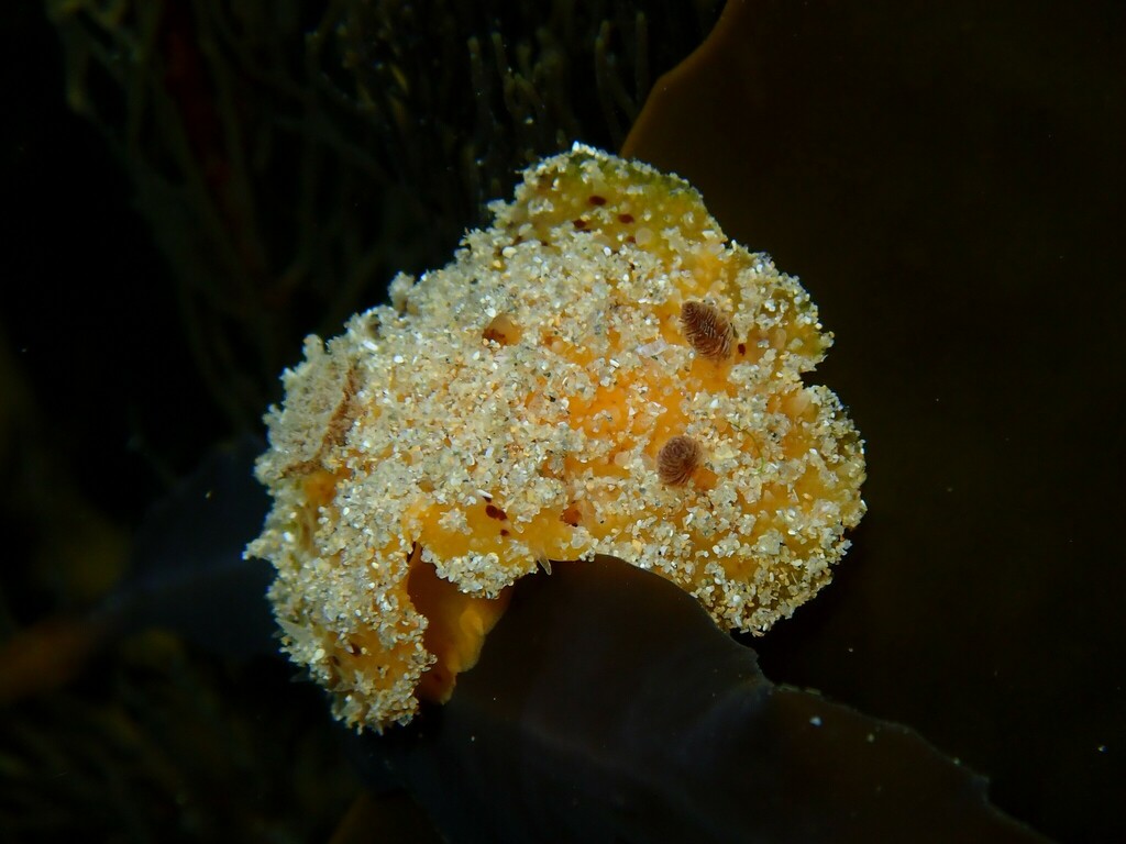Thordisa verrucosa
