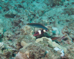 Pseudojuloides cerasinus