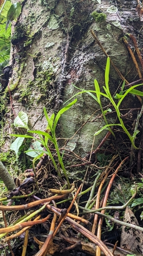 Dendrobium moniliforme (Dendrobium moniliforme)