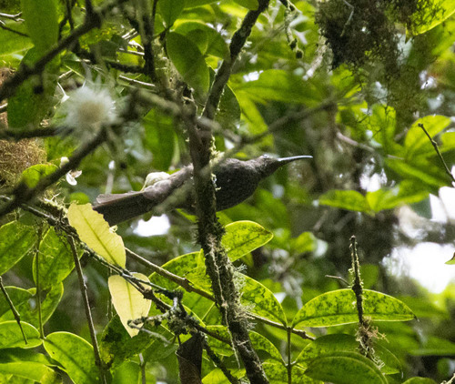Dark-eared Myza (Myza celebensis), photo 4