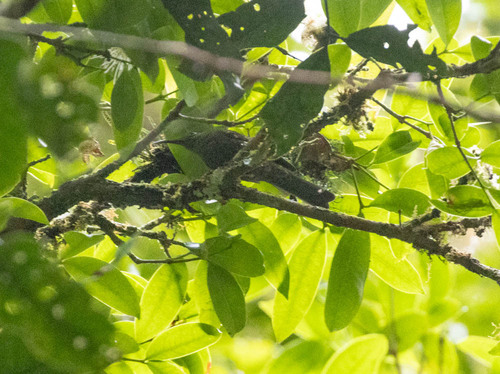 Dark-eared Myza (Myza celebensis), photo 9