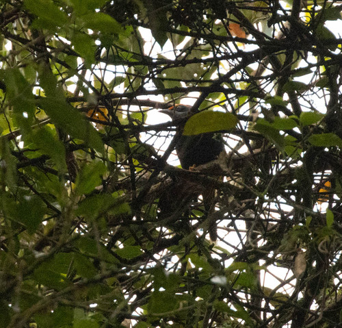 Fiery-browed Starling (Enodes erythrophris), photo 2
