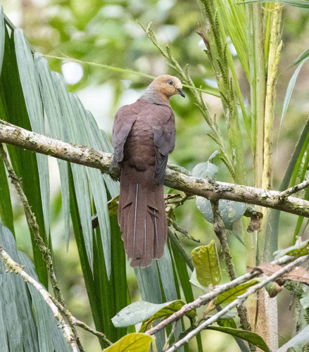 Sultan's Cuckoo-Dove (Macropygia doreya), photo 8