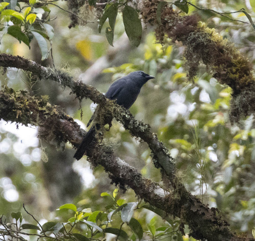 Cerulean Cuckooshrike (Coracina temminckii), photo 1