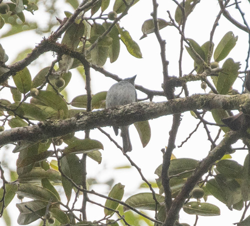 Turquoise Flycatcher (Eumyias panayensis), photo 10