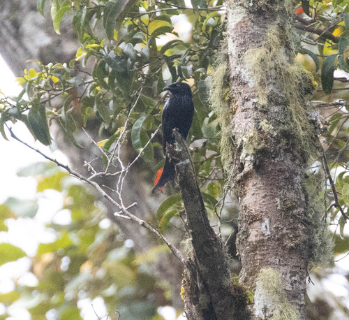 Sulawesi Drongo (Dicrurus montanus), photo 2