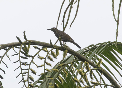 Dark-eared Myza (Myza celebensis), photo 3