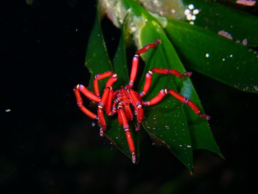 Evan's Sea Spider