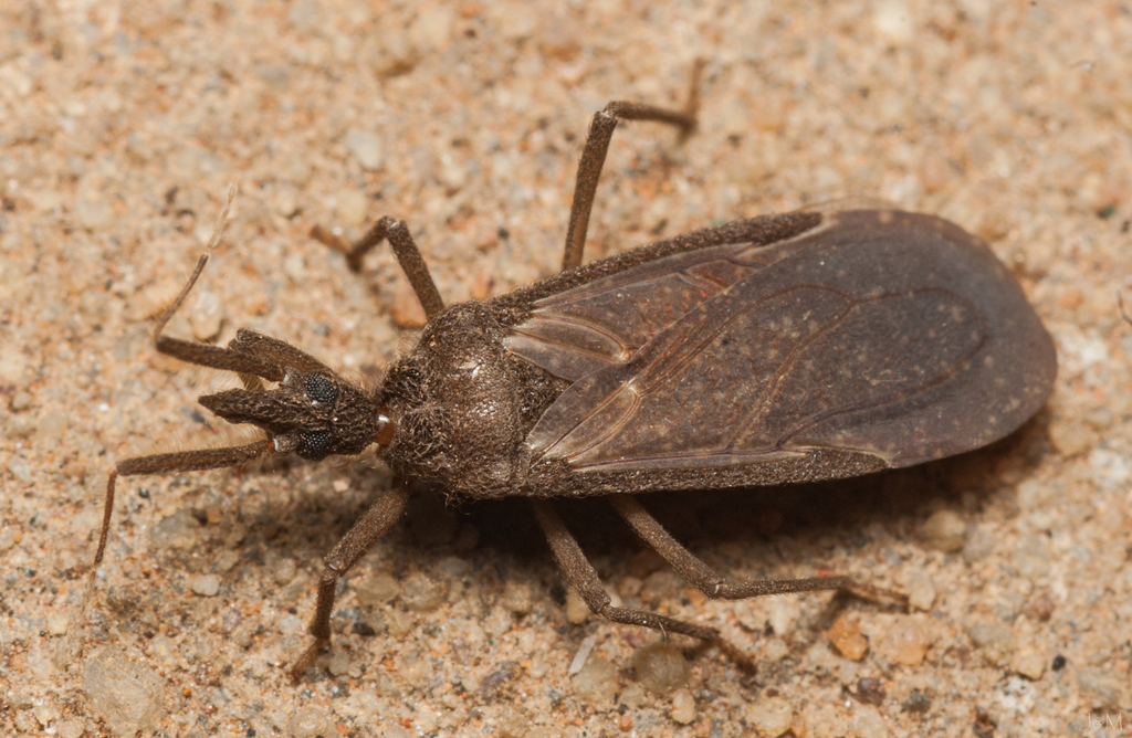 Tribelocephalini