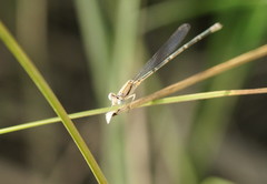 Pseudagrion aureofrons
