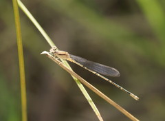 Pseudagrion aureofrons