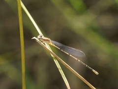 Pseudagrion aureofrons