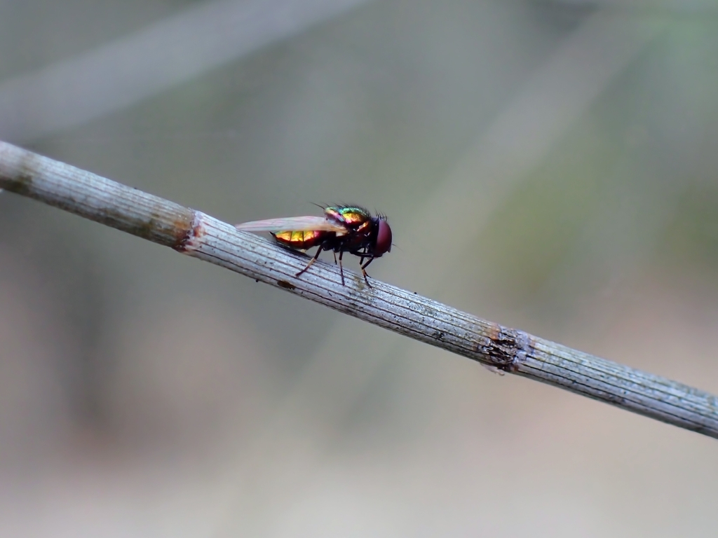 Metallic Green Tomato Fly In August 2023 By Cinclosoma INaturalist   Large 