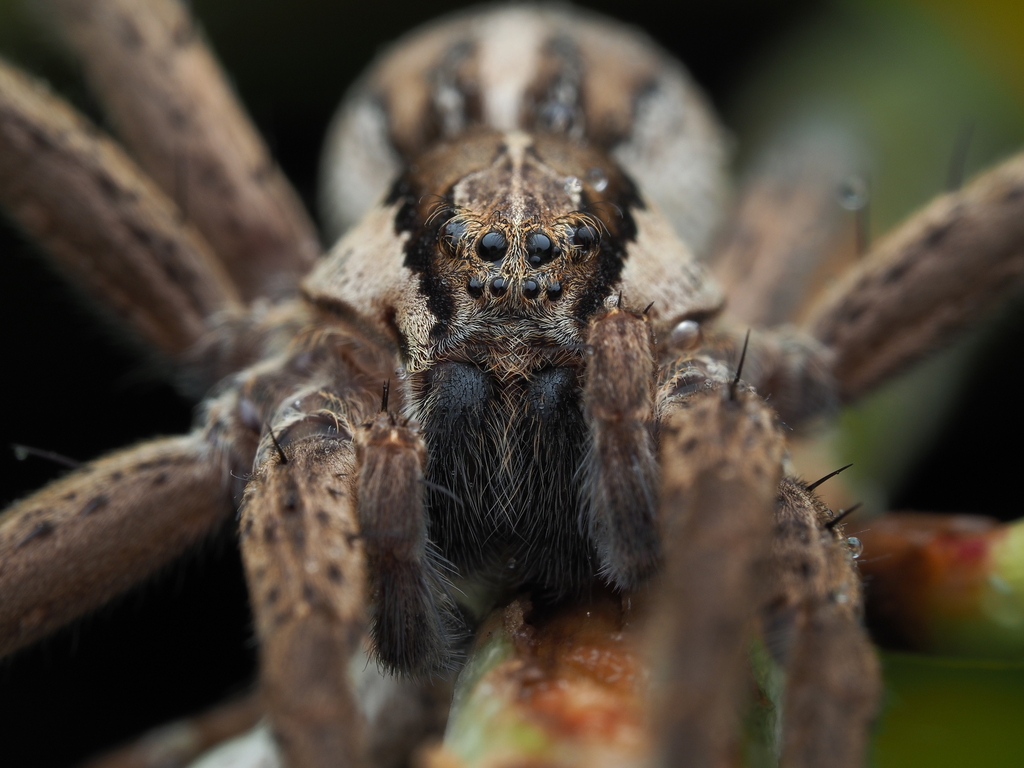 Nurseryweb spider from Exhibition Drive Path, Waitakere Ranges ...