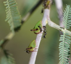 Sextius virescens