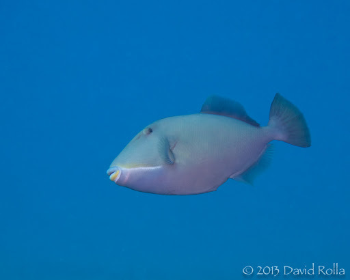 Bridle Triggerfish