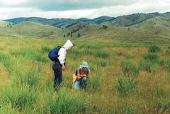 Iris lactea biglumis