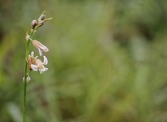 Dipcadi ursulae