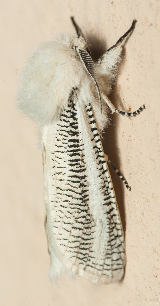 Carpenter, Leopard, Goat, and Allied Moths