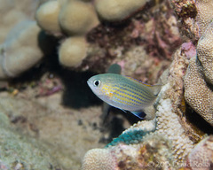 Pycnochromis vanderbilti